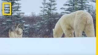 Wolf Pack Takes on a Polar Bear  Ep 1  Wildlife The Big Freeze [upl. by Vareck]