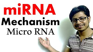 miRNA  micro RNA mechanism of gene silencing [upl. by Kotto]