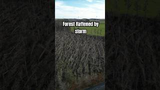 Entire Forest FLATTENED by storm in Scotland [upl. by Stallworth]