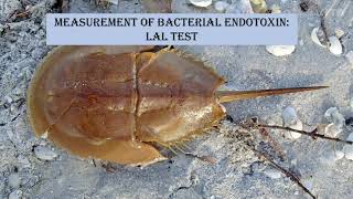 Endotoxin testing  BET  LAL test [upl. by Ellebana992]