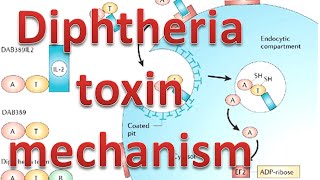 Diphtheria toxin mechanism [upl. by Rezeile]