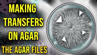 The Agar Files  Making Transfers on Agar [upl. by Pry747]