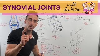 Synovial Joints [upl. by Kcirdnek626]