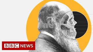 Theory of Evolution How did Darwin come up with it  BBC News [upl. by Sairu]