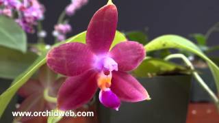 OrchidWeb  Phalaenopsis species [upl. by Pearce33]