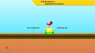 A B Exotoxins Diphtheria Exotoxin  Microbiology animations [upl. by Sofie22]