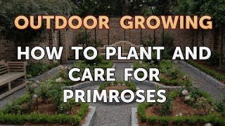 How to Plant and Care for Primroses [upl. by Oleusnoc]