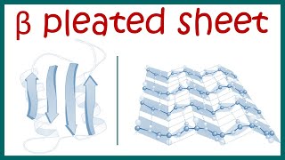 Beta pleated sheet  Secondary structure of protein [upl. by Gibbeon]