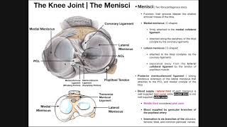 Anatomy of the Medial amp Lateral Menisci [upl. by Amoritta]