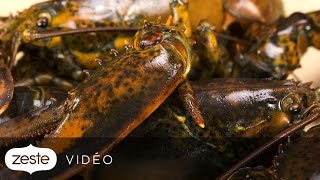 Comment différencier un homard mâle dune femelle  Zeste [upl. by Powers]