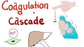 The Coagulation Cascade  Intrinsic amp Extrinsic Most COMPREHENSIVE Explanation  Hematology [upl. by Jacy]