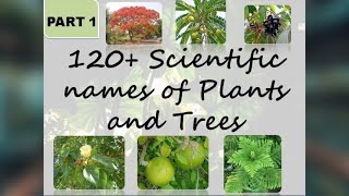 120 Scientific names of common trees and plants  Part 1  The Big Bio Theory [upl. by Nedaj]