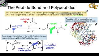 The Peptide Bond and Polypeptides [upl. by Hayes]