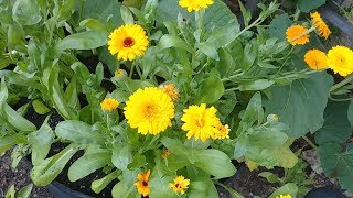 How to Get More Flowers from Calendula Plants [upl. by Suitangi]