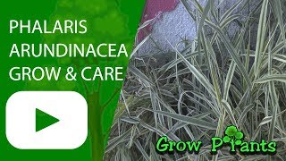 Phalaris arundinacea  Grow amp care Reed canary grass [upl. by Burkley]