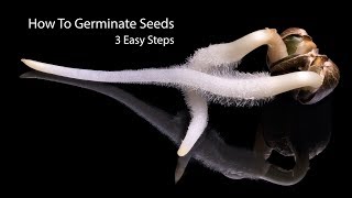 How To Germinate Seeds Fast  3 Simple Steps [upl. by Farland]