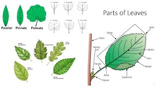 Plant Anatomy and Morphology [upl. by Efinnej]