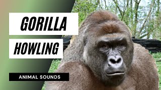 The Animal Sounds Gorilla Howling Whimpering Sounds  Sound Effect  Animation [upl. by Manon259]