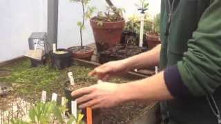 How to Take Cuttings for a Hedge [upl. by Ricker]