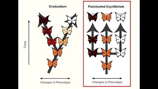 GRADUALISM vs PUNCTUATED EQUILIBRIUM EVOLUTION BY NS  LIFE SCIENCES G12 ThunderEduc  MSAIDI [upl. by Mcallister]