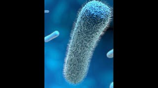 Listeria monocytogenes introduction and properties Part 1 [upl. by Levi]