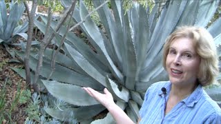 What You MUST Know About Century Plants Agave americana [upl. by Mandelbaum]