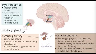 Hypothalamic Pituitary Axis [upl. by Rorie]