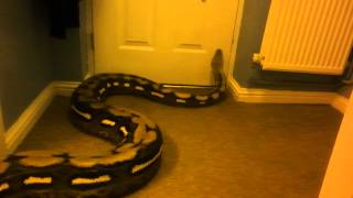 huge reticulated python [upl. by Elnore]