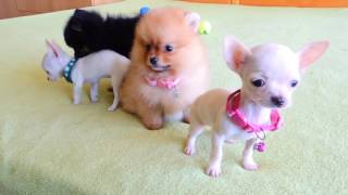 Pomeranian and Chihuahua Puppies for Sale [upl. by Kera]