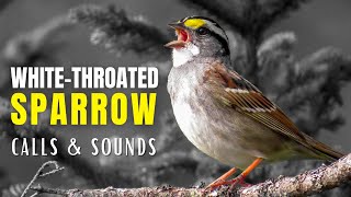 Whitethroated Sparrow Calls and Sounds  The Anthem of the Boreal Forest [upl. by Taam]