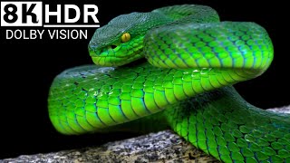 Most Venomous Snakes in 8K HDR  Dolby Vision [upl. by Enihpets421]