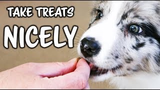 Take Treats NICELY and GENTLY  Puppy Dog Training [upl. by Jacynth]