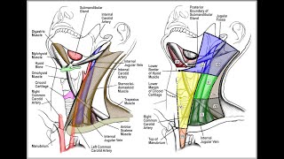 Sentinel Lymph Node Biopsy What it Does and Doesn’t Do [upl. by Filipe]