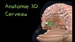 Description Anatomique 3D du cerveau Naturosoutien [upl. by Annaeiluj]