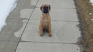 Bullmastiff 12 weeks old Sit Stay Come [upl. by Chet]