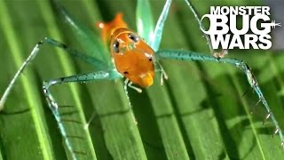 Bug Eyed Katydid vs Candy Cane Katydid  MONSTER BUG WARS [upl. by Aizat]