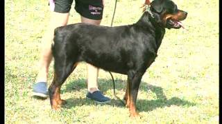 The Rottweiler  Pet Dog Documentary English [upl. by Hemminger]