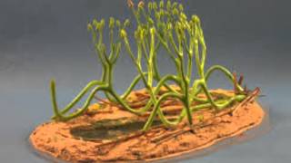 Arbuscular Mycorrhizal Fungi [upl. by Whiney]