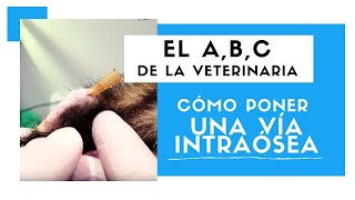 CÓMO PONER UNA VÍA INTRAÓSEA  Medicina Veterinaria 💉 [upl. by Bozuwa]