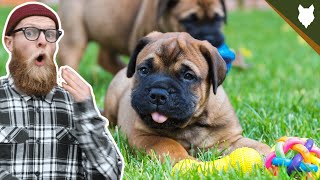 What To Do With A NEW BULLMASTIFF PUPPY [upl. by Gottlieb]