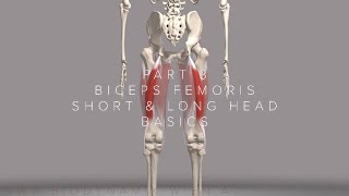 Hamstrings Series Part 3 Biceps Femoris Basics 3D Animation [upl. by Eniamrehs]