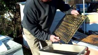 PROPOLISPropolis Traps HarvestingHoney Bees Resin Beekeeper John Pluta Beehives Georgia Beekeeping [upl. by Esiled]