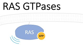 RAS Protein  Small GTPases [upl. by Bearce]