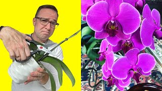 Where To Cut Orchid Stem After Flowers Fall Off [upl. by Akeimahs251]