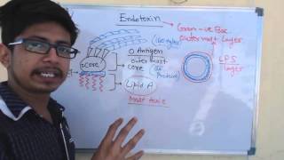 Endotoxin  lipopolysaccharide or LPS [upl. by Areek627]