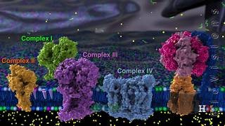 Electron transport chain [upl. by Kosaka]