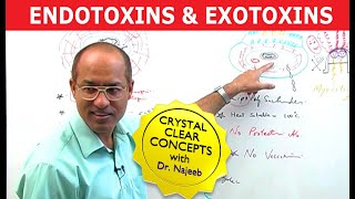 Endotoxins and Exotoxins [upl. by Erving]