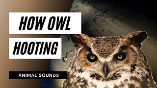 The Animal Sounds Owls Hooting  Sound Effect  Animation [upl. by Buffo]