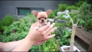 Micro mini Chihuahua [upl. by Ruford]