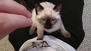 Siamese Kitten LOUDEST Purring [upl. by Ainet]